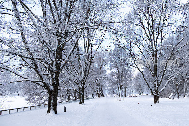 冬天的风景。冰雪覆盖的树木，城市公园里的雪堆。