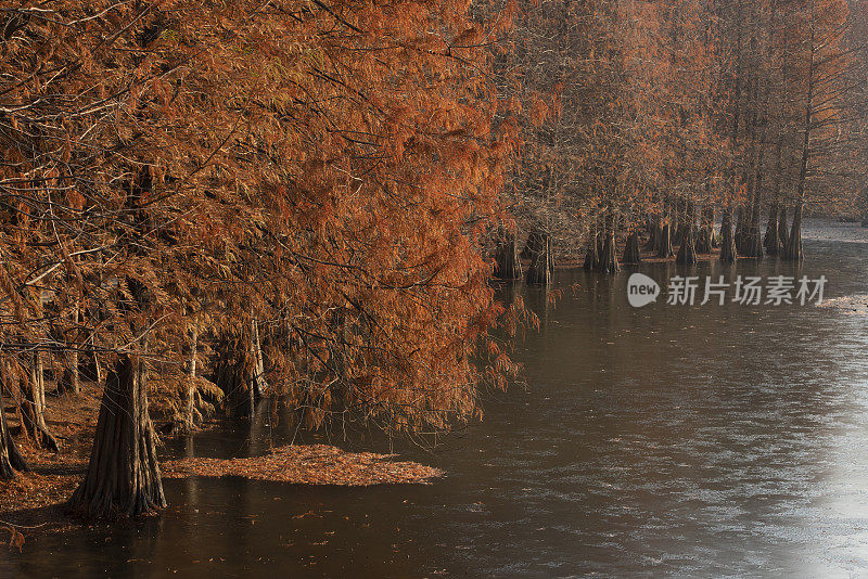 南京旅游区的水杉树木