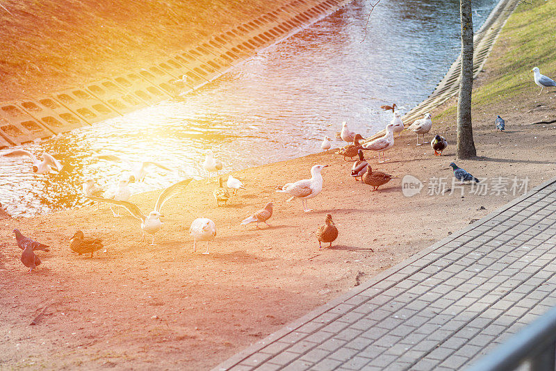 在阳光的反射下，城市里的海鸥、鸽子、鸭子。立陶宛的帕兰加。