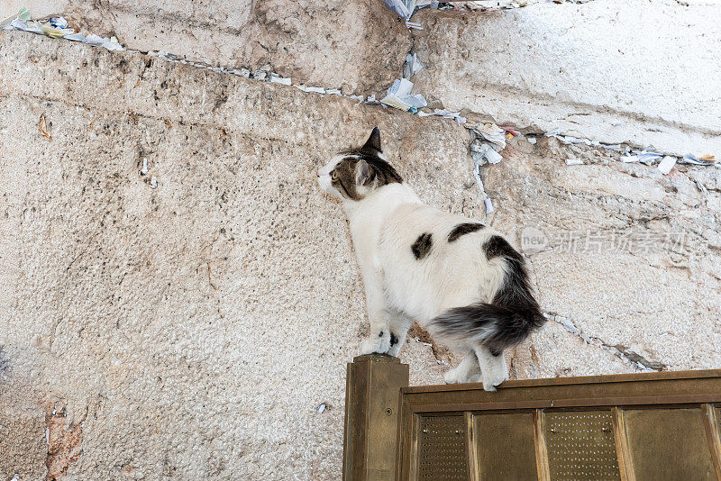 一只黑白相间的野猫沿着耶路撒冷西墙旁边的金属栅栏走着。