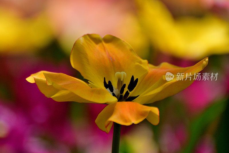 在昭和纪念公园盛开的郁金香花:彩色背景的一朵花