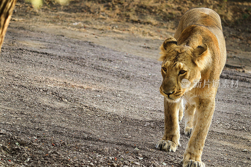 森林女王(豹狮)印度古吉拉特邦吉尔森林国家公园的雌亚洲狮。亚洲狮的照片是在古吉拉特邦拍摄的，这是世界上唯一能捕捉到亚洲狮的地方。