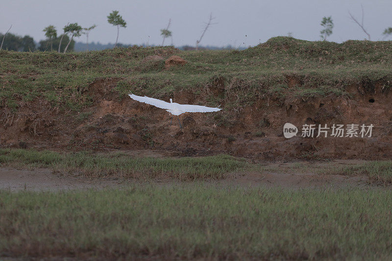 绿地里的白鹭