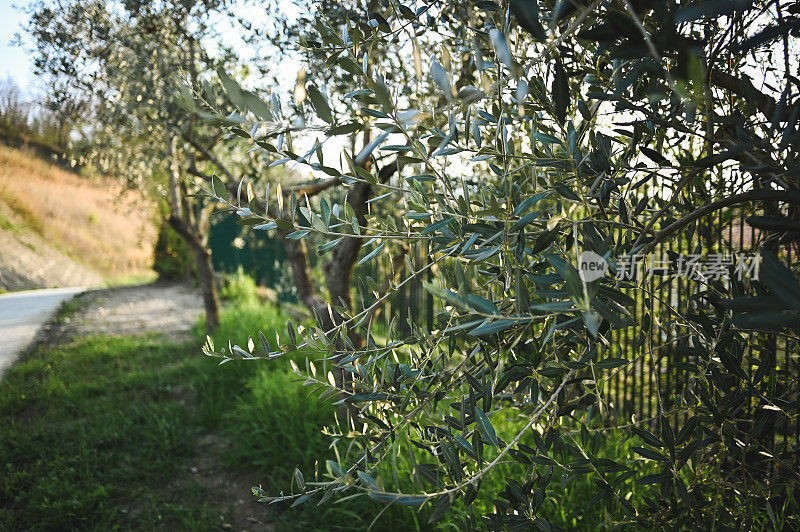 户外橄榄树树枝的特写。