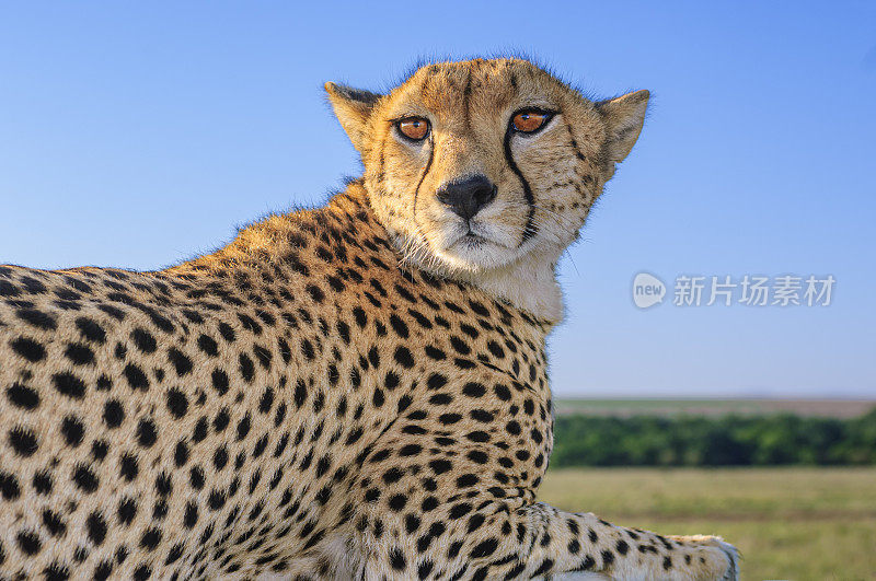 野生猎豹在游猎车顶上休息的特写