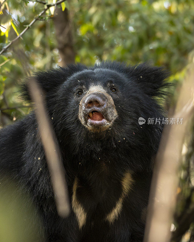 野生成年雄性树懒熊或熊或印度熊的特写面部表情在自然的绿色栖息地森林弹弓危险的黑色动物在印度拉贾斯坦邦兰坦堡国家公园