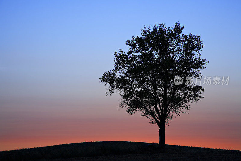 日落后孤树