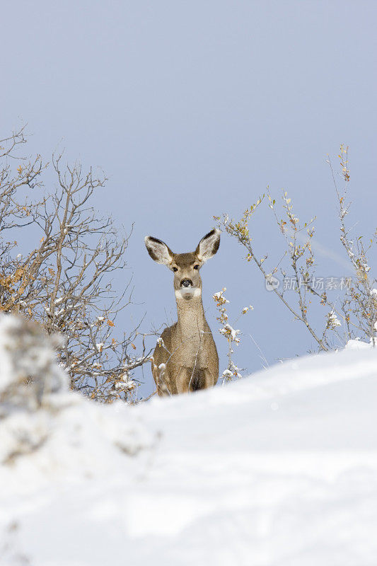 雪中的骡鹿