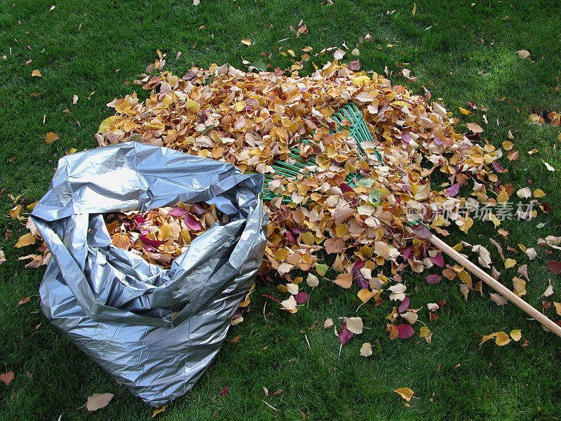 秋天耙叶和装袋