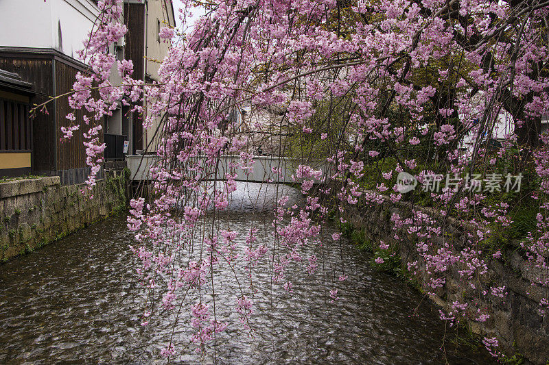 京都祗园白川河上哭泣的樱桃树