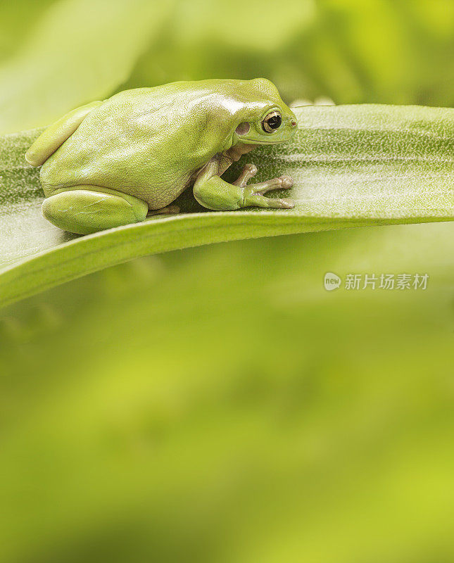 澳大利亚绿树蛙