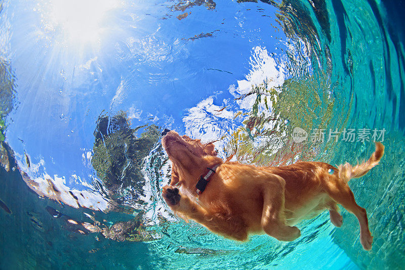 狗狗在室外游泳池游泳的水下照片
