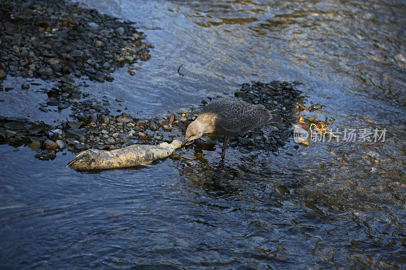 加拿大不列颠哥伦比亚省金溪河的海鸥吃鲑鱼