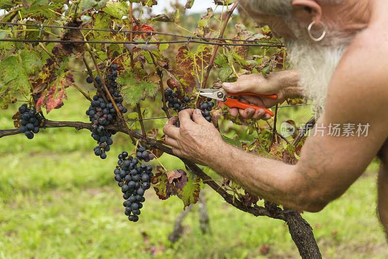 长胡子老人摘葡萄的肖像，欧洲