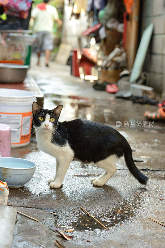 泰国曼谷小巷的猫抬头看