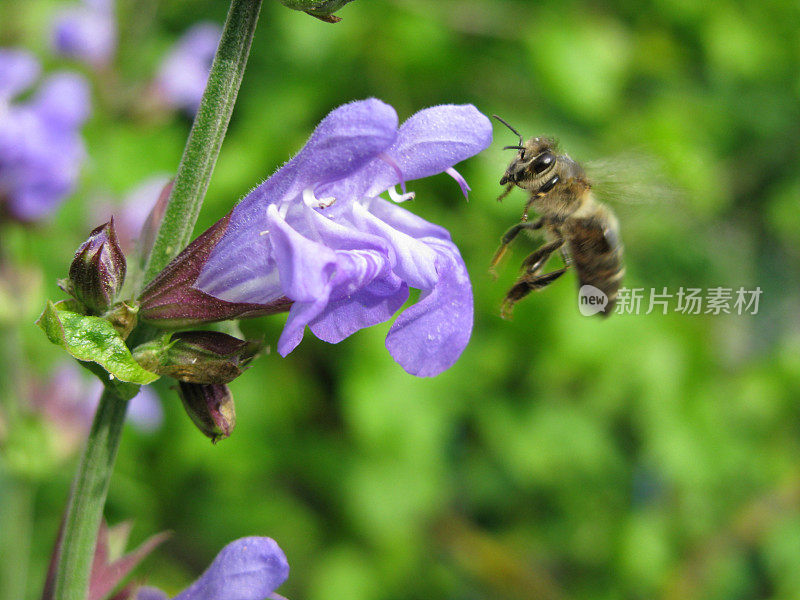 蜜蜂和鼠尾草花