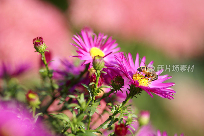 粪蜂在紫花菊上