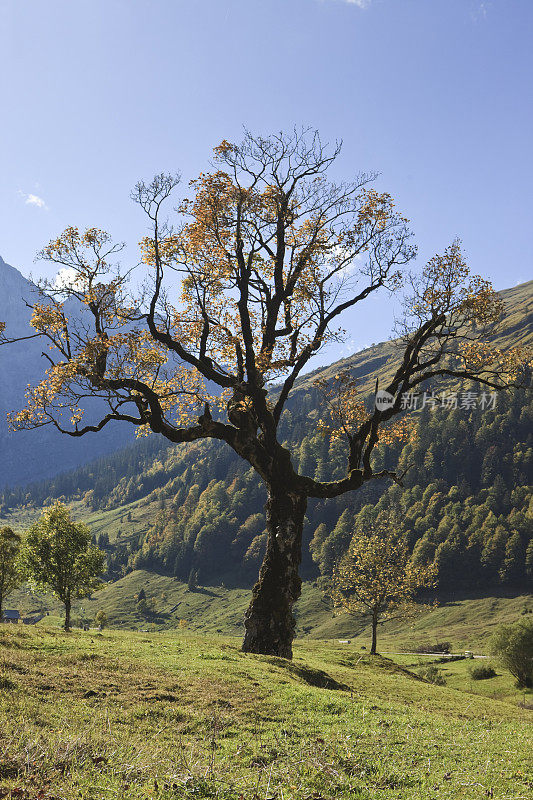 奥地利阿尔卑斯山的枫树-卡温德尔XXXL