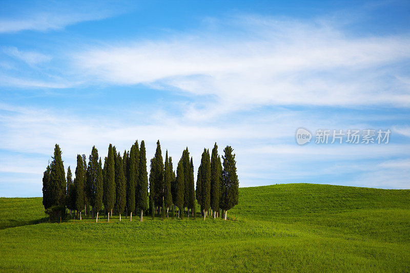 意大利托斯卡纳的柏树和丘陵