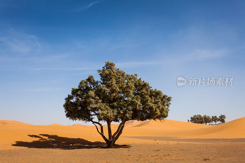 撒哈拉沙漠的树，摩洛哥