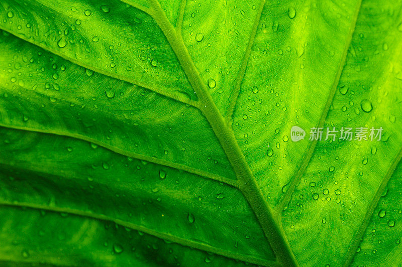 绿叶带着雨滴