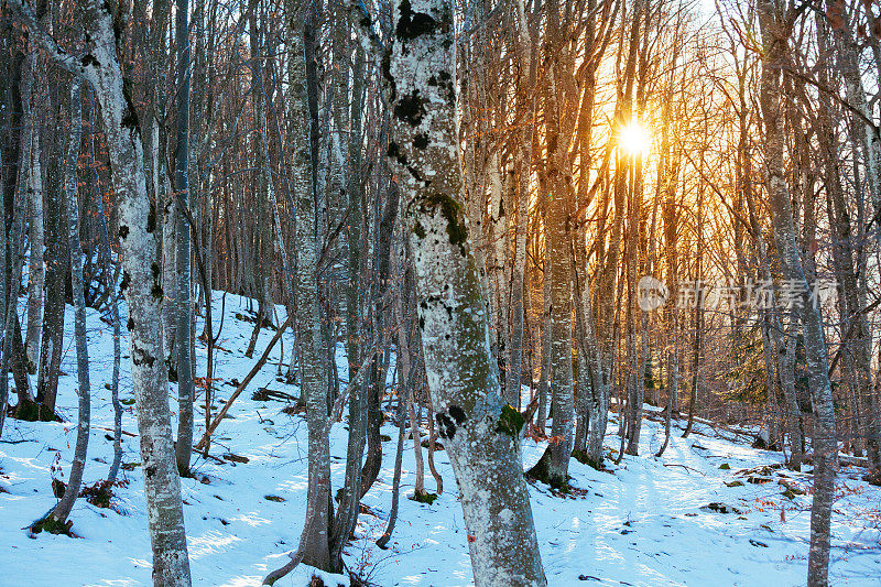森林的光秃秃的山毛榉树在冬天和太阳