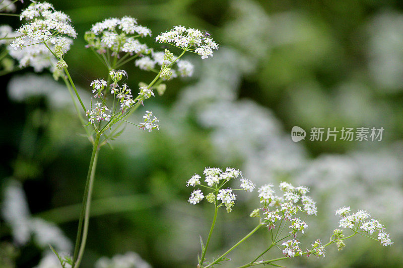 牛欧芹属植物的白花