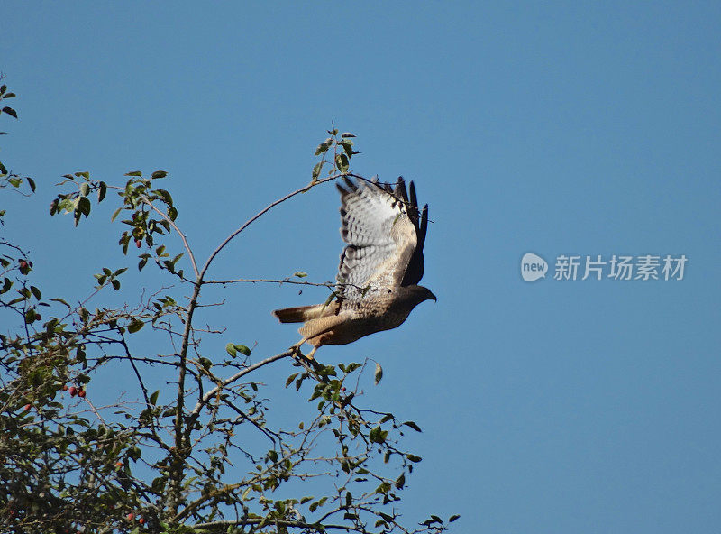 俄勒冈州的红鹰发射