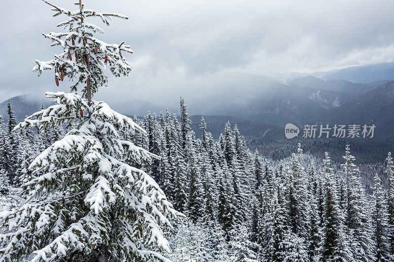 的雪山森林