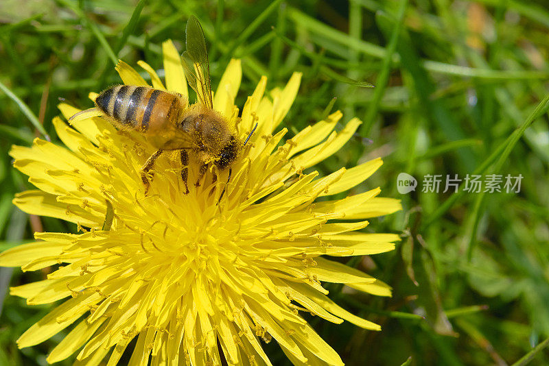 蜜蜂坐在蒲公英上的特写