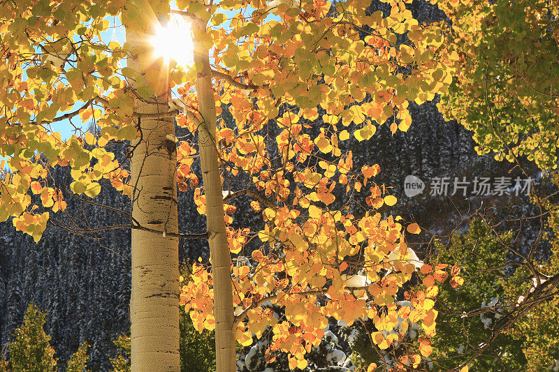 阳光透过金色的白杨树