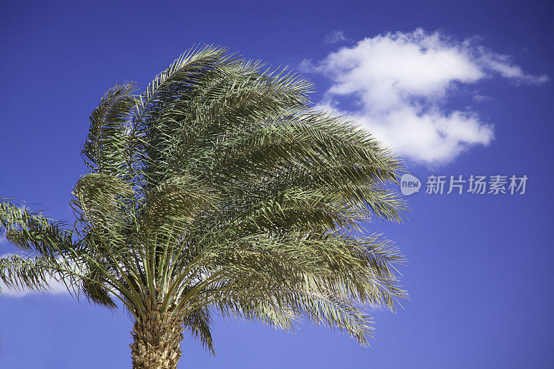微风中的棕榈树