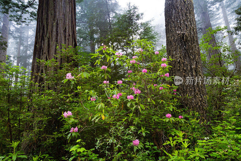 红木和杜鹃花