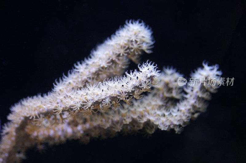 珊瑚微距镜头