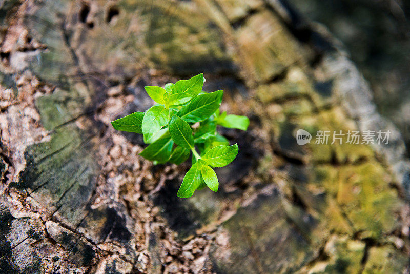 新生命从老树桩