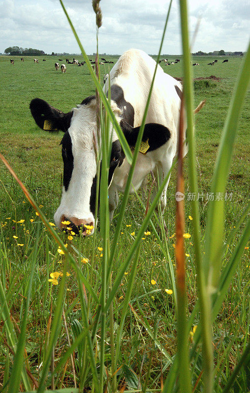 奶牛在荷兰田里吃草