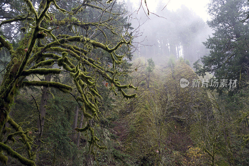 雾气蒙蒙的山谷，树枝上长满了苔藓
