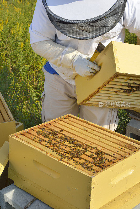 养蜂人正在检查他的蜂巢