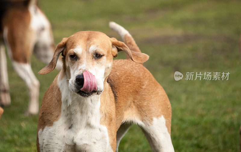 福克斯猎犬