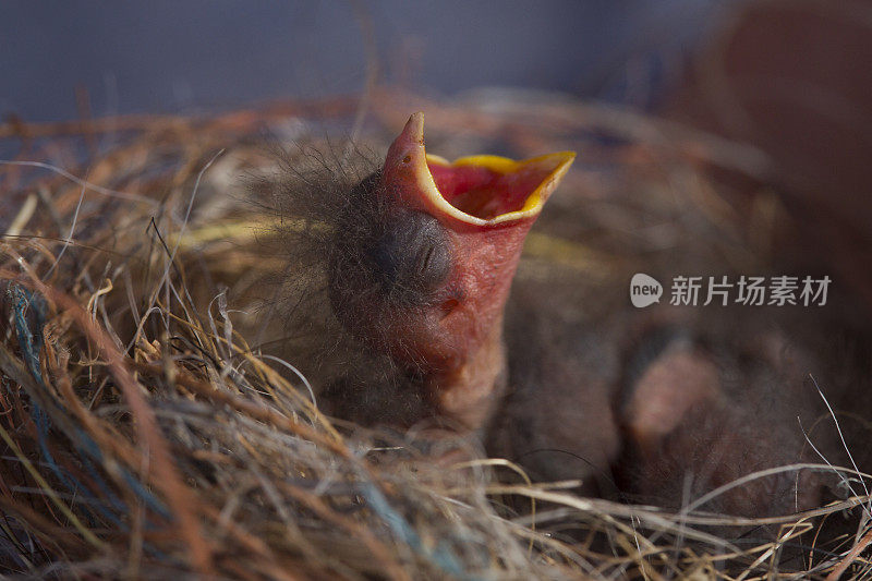 饥饿的婴儿鸟