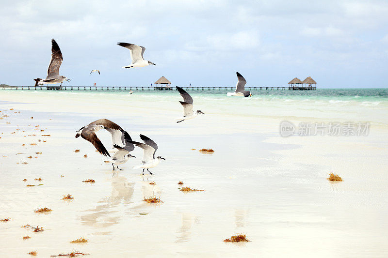 海鸥在美丽的热带海滩上觅食