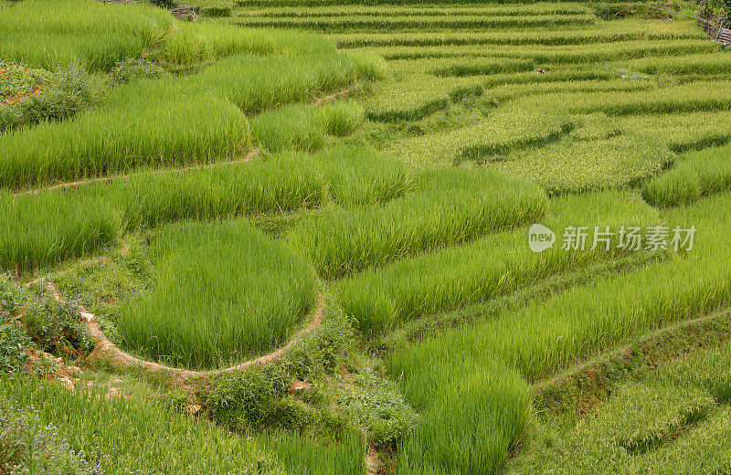 越南郁郁葱葱的绿色梯田