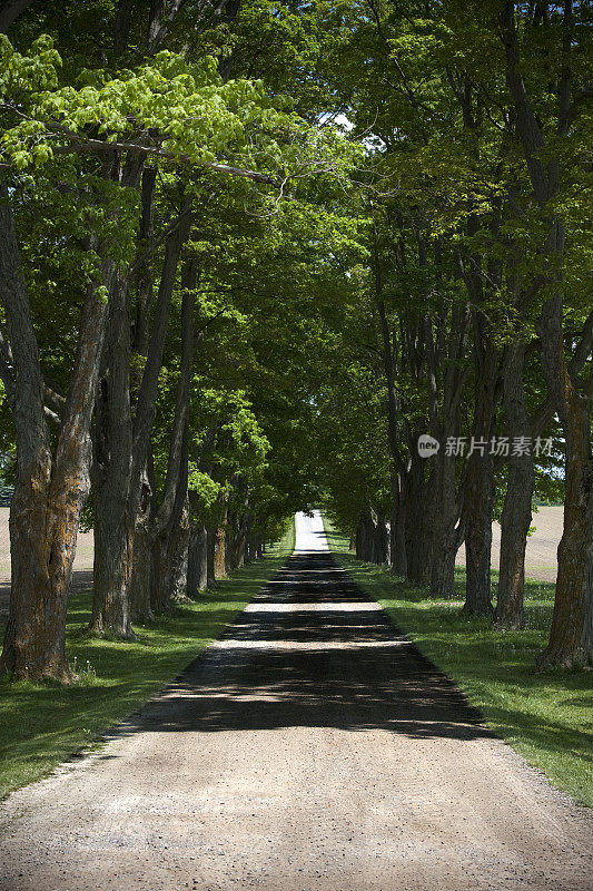 道路和树木