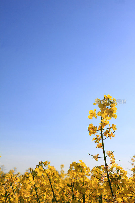 英格兰埃塞克斯夏天的油菜籽田