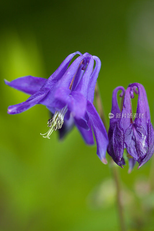 花园耧斗菜