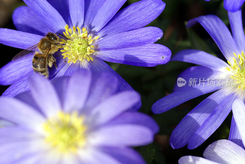 蜜蜂在蓝色的海葵上