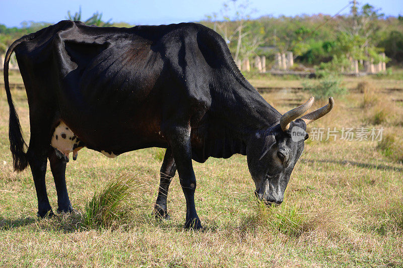 在干旱期间放牧的瘦弱的奶牛