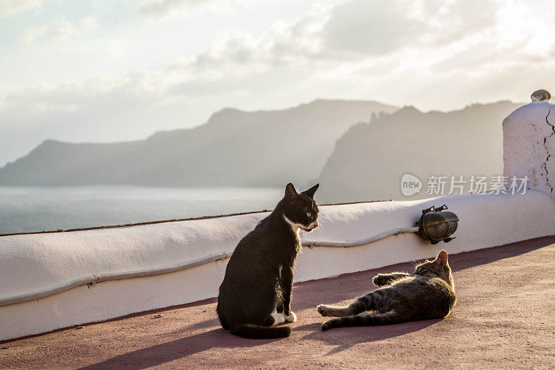 猫在圣托里尼岛