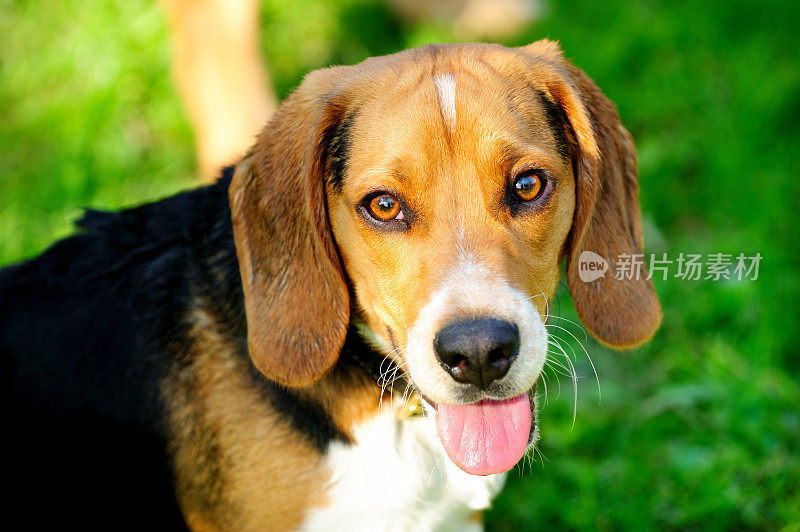 小猎犬看着相机