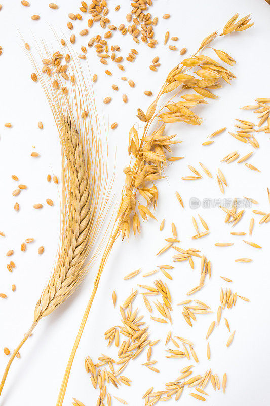 小麦和小麦的穗。耳朵的燕麦